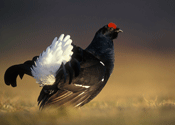 black grouse